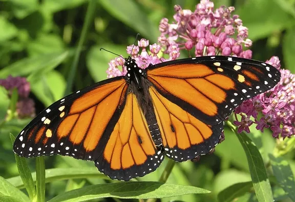 Monarch-Butterfly-Plants (1)