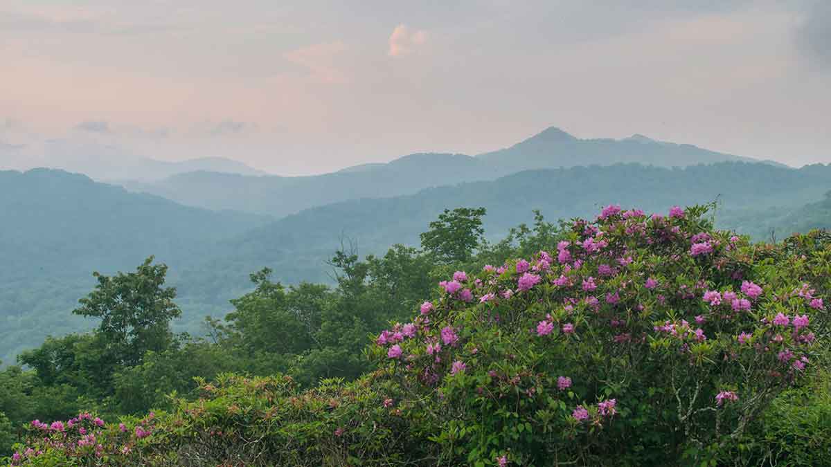 Rhodo-and-Mountains